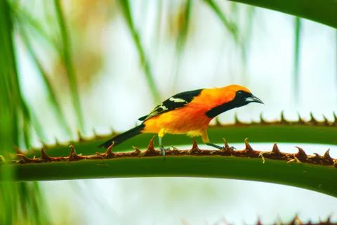 Baltimore oriole Stock Photos