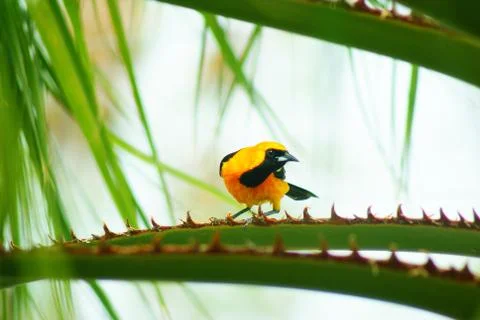 Baltimore oriole Stock Photos