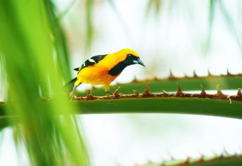 Baltimore oriole Stock Photos