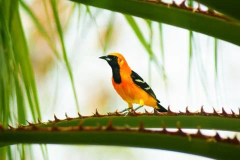 Baltimore oriole Stock Photos