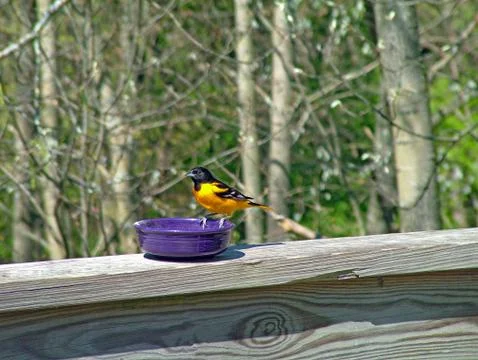 Baltimore Oriole Stock Photos