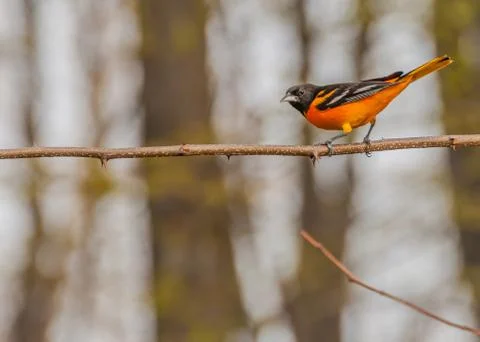 Baltimore oriole Stock Photos