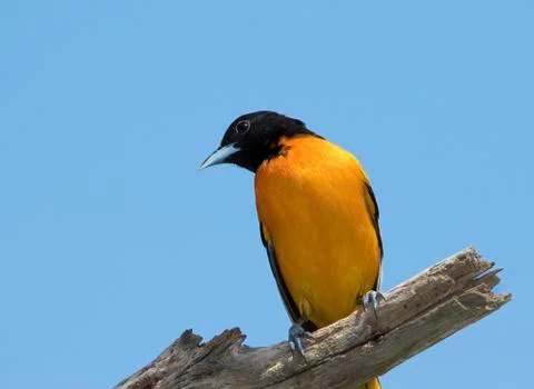 Baltimore Oriole Stock Photos