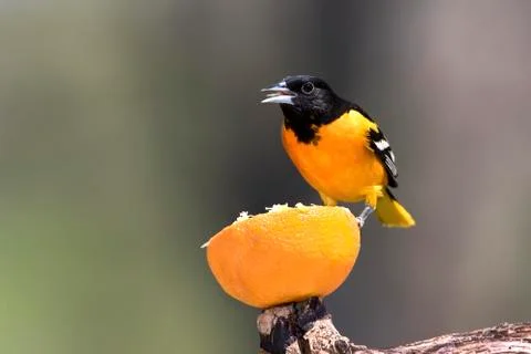 Baltimore Oriole Stock Photos