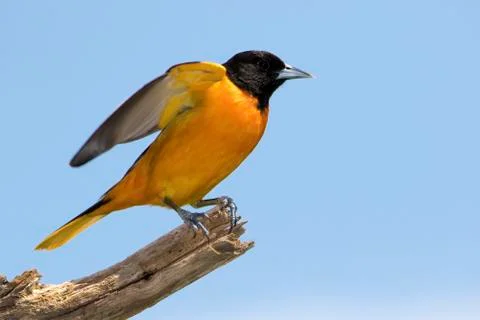 Baltimore Oriole Stock Photos