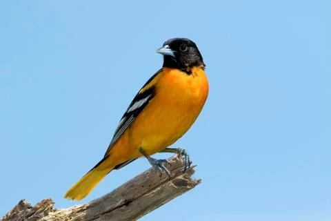 Baltimore Oriole Stock Photos