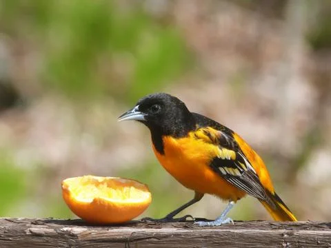 Baltimore Oriole Foto stock