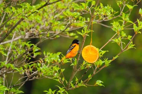 Baltimore Oriole Fotos de archivo