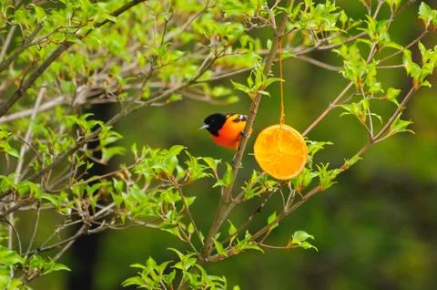 Baltimore Oriole Stock Photos