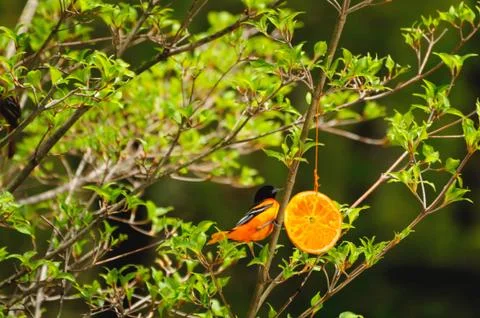 Baltimore Oriole Fotos de archivo