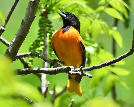 Baltimore Oriole Stock Photos