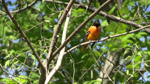 Baltimore Oriole sitting on tree branch Vidéo 120706809