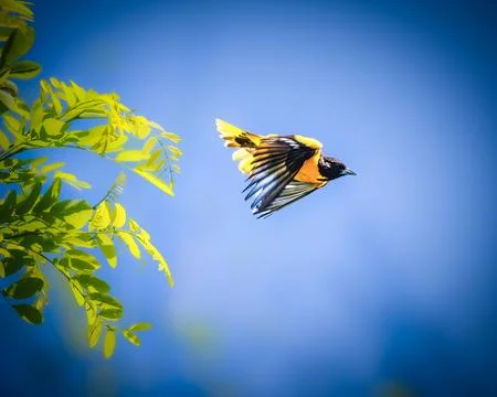 A Baltimore Oriole soars gracefully through the sky, Stock Photos