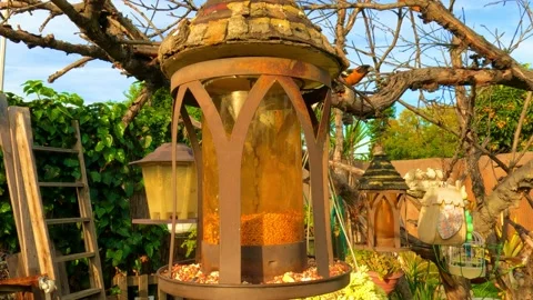 Baltimore Oriole stops by Video stock 151712960