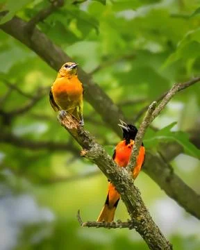 Baltimore Orioles perched on tree branches Stock Photos
