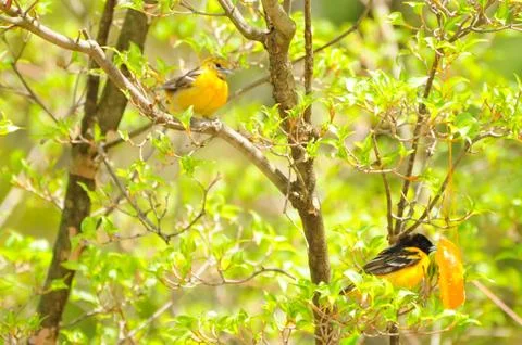 Baltimore Orioles Fotos de archivo