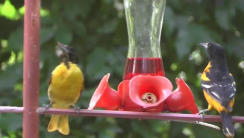 BaltimoreOriolePairAtFeeder Stock Footage 199102390