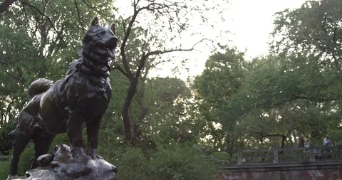 Balto Statue in Central Park, New York. Stock Footage 128971653