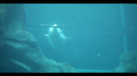 Baluga whale Stock Footage 668431