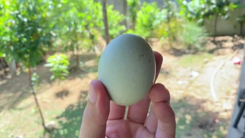 balut, duck egg with embryo in human han... | Stock Video | Pond5