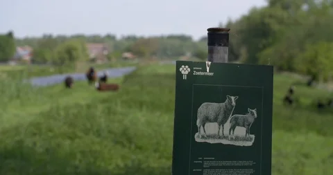 Balwen sheep running towards the camera, 4K Vidéo 89715160