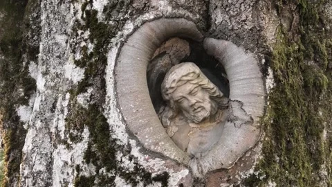 The Balzer Herrgott, a statue of Christ growing out of a beech tree trunk Stock Footage 330744447