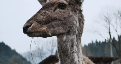 Bambi 1 Stock Footage 152723318