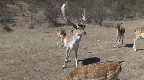 Bambi deer in the reserve Video stock 34834747