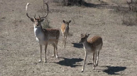 Bambi deer in the reserve Video stock 34834859
