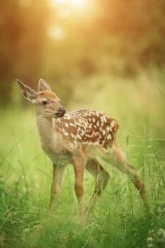 Bambi fawn in the grass in summer on a Sunny day Stock Photos