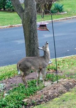Bambi in Jersey Stock Photos