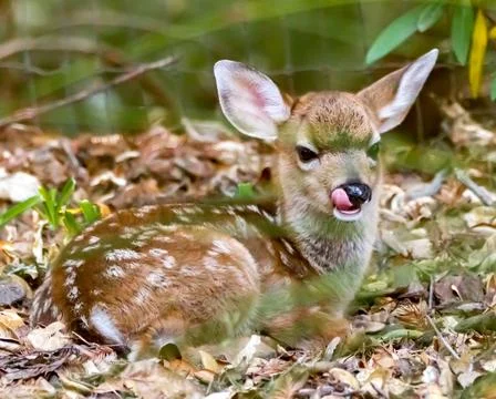 Bambi Rests Stock Photos