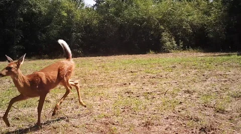 Bambi Scared 库存影片 55012062