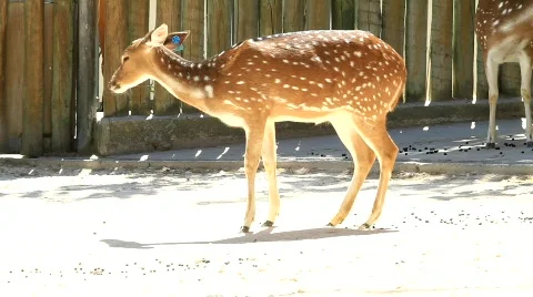 Bambi Tender Look Stock Footage 800389