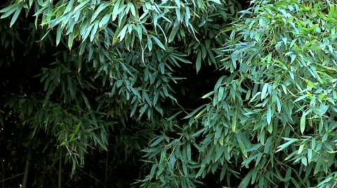 Bamboo 01 Stock Footage 330653