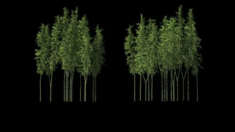 Bamboo 01 Stock Footage 121349891