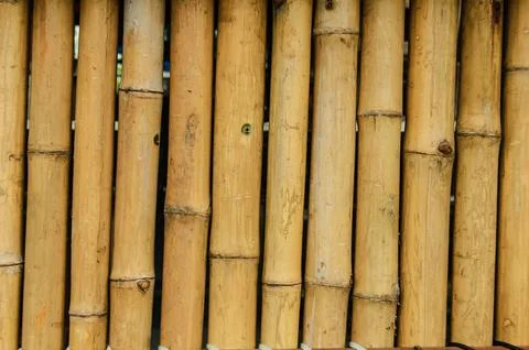Bamboo 01 Stock Photos