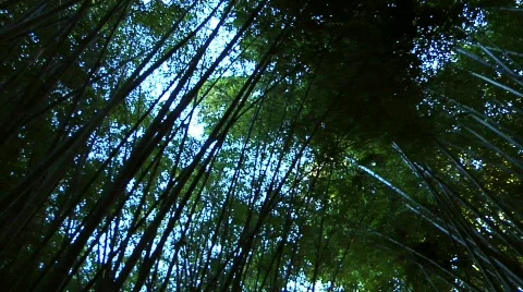 Bamboo 02 Stock-Footage 330658