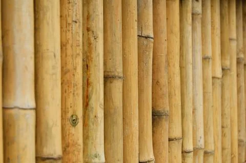 Bamboo 02 Foto stock