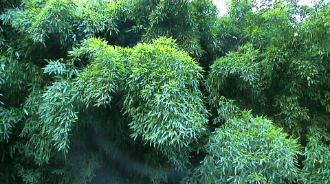 Bamboo 03 Stock Footage 330660