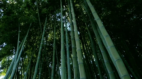 Bamboo 04 Stock Footage 330661