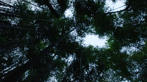 BAMBOO 1 Stock Footage 306380141