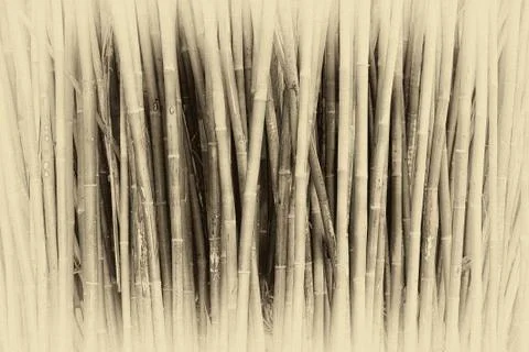 Bamboo 1 Stock Photos