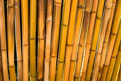 Bamboo 18 Foto stock