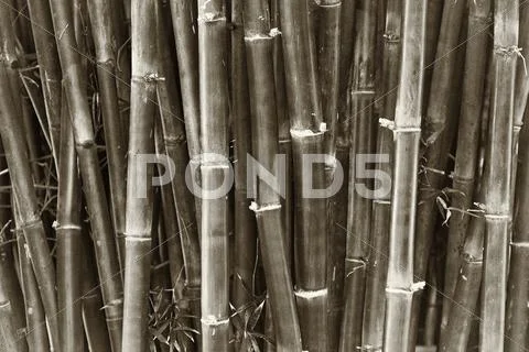 Bamboo 1b Stock Photos