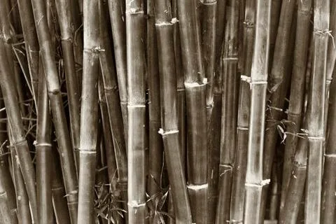 Bamboo 1b Stock Photos