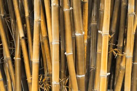 Bamboo 1c Stock Photos