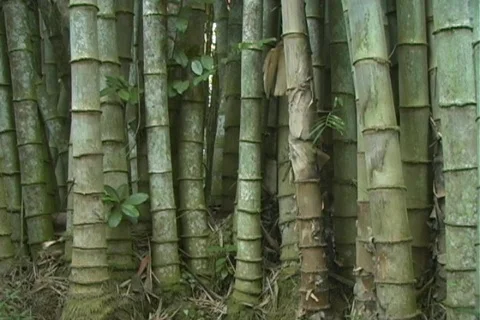 Bamboo 2 Stock Footage 111923