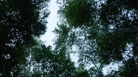 BAMBOO 2 Video stock 306380086