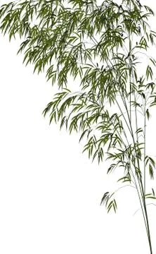 Bamboo - 3D render Stock Illustration